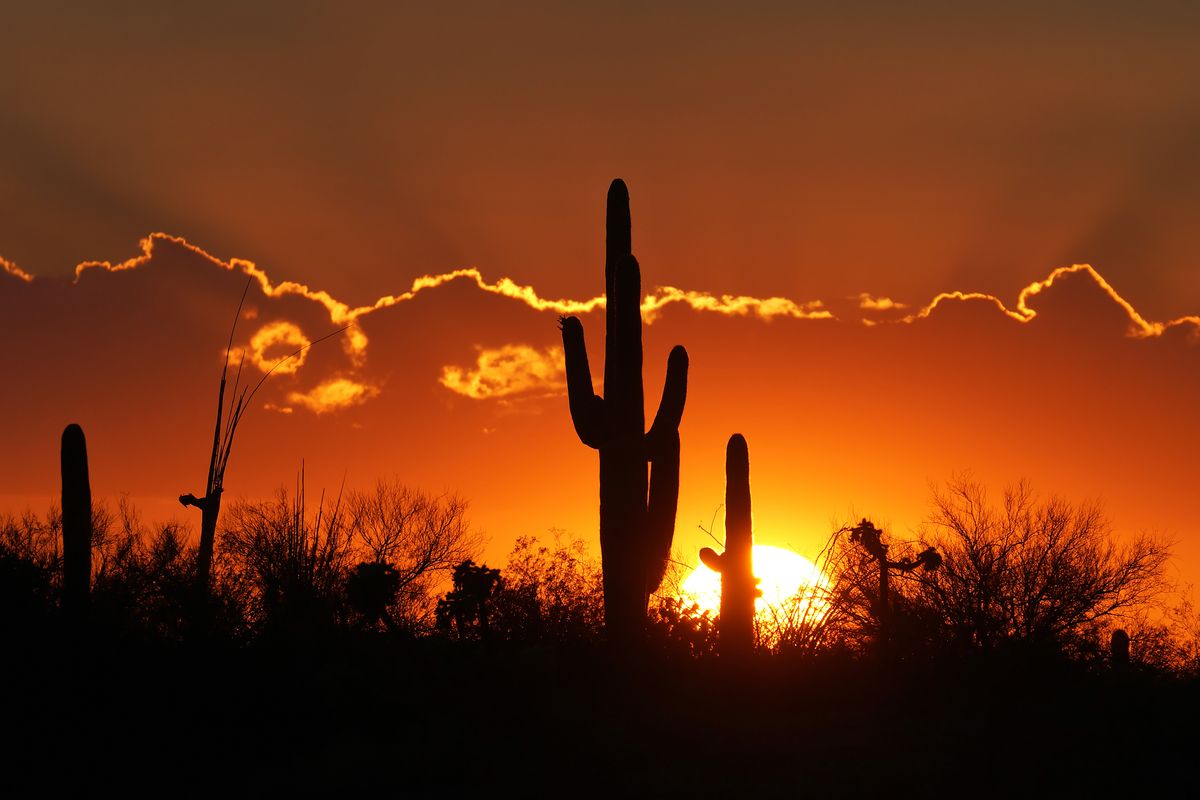 Die riesigen Kakteen mit ihren ausladenden Armen sind die Wahrzeichen von Arizona. Diese Kakteen wurden in Saguaro-Nationalpark in Tucson aufgenommen.