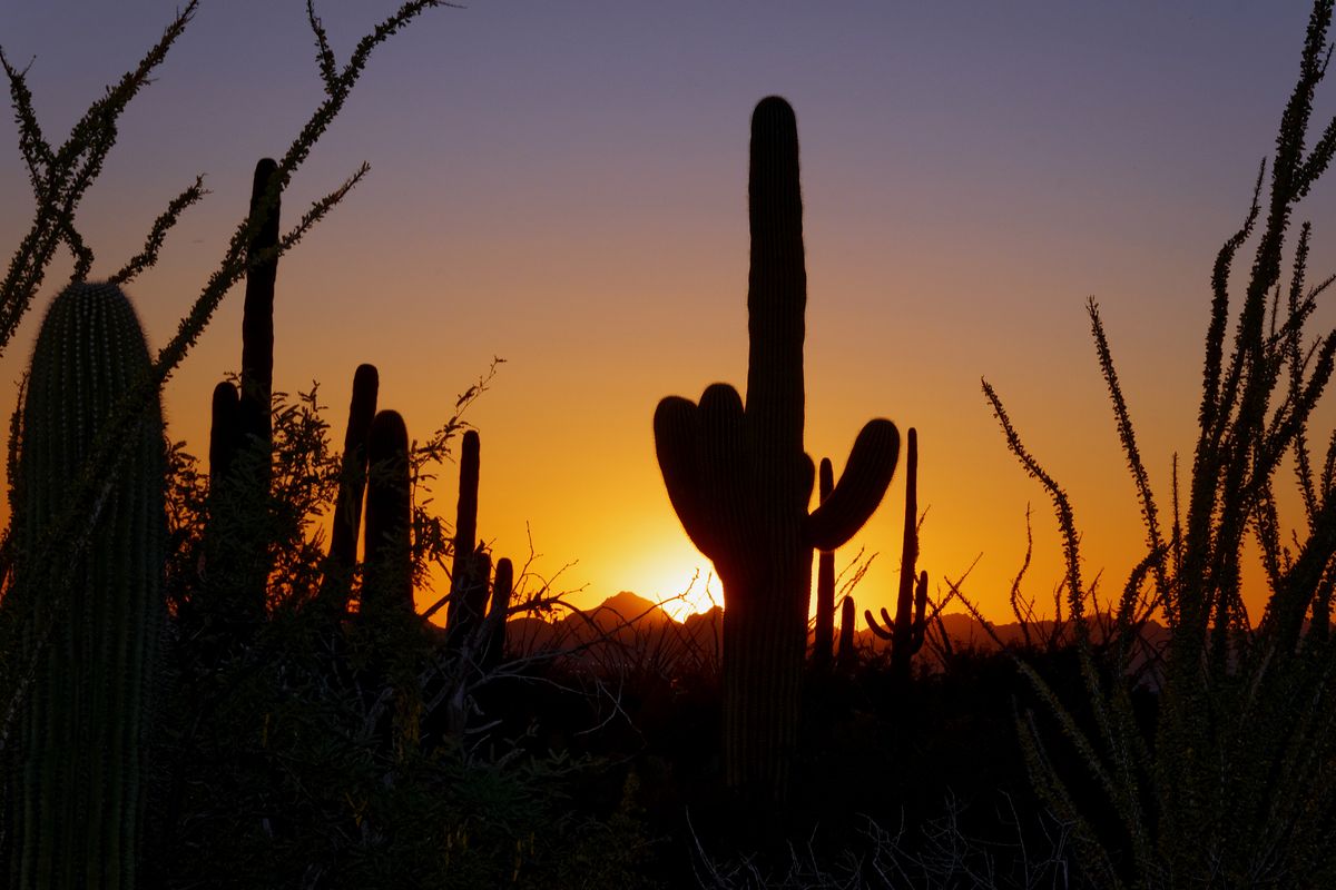 Die riesigen Kakteen mit ihren ausladenden Armen sind die Wahrzeichen von Arizona. Diese Kakteen wurden in Saguaro-Nationalpark in Tucson aufgenommen.