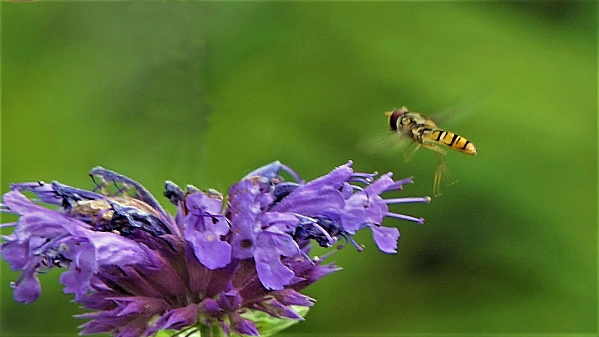 Schwebfliege-in-Anflug.jpg