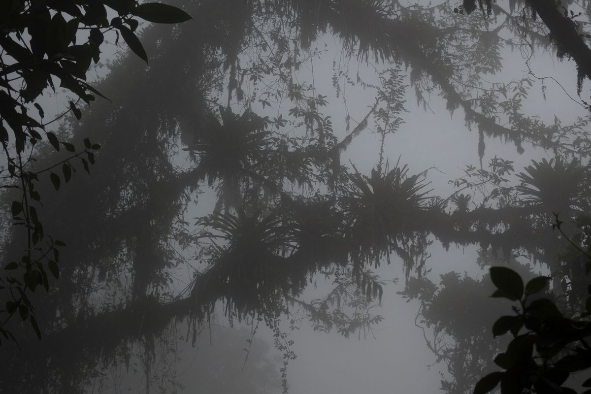 cloud forest