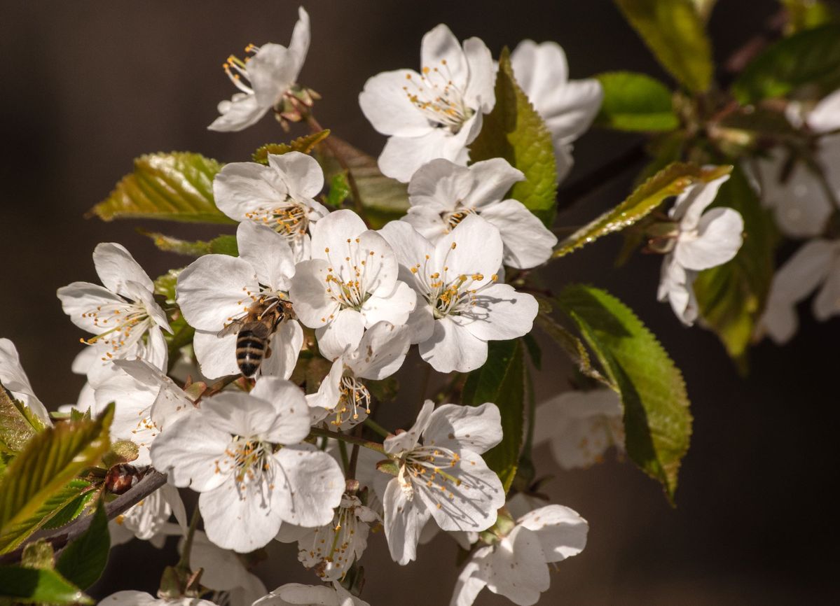 Wildkirschenblüte mit Biene