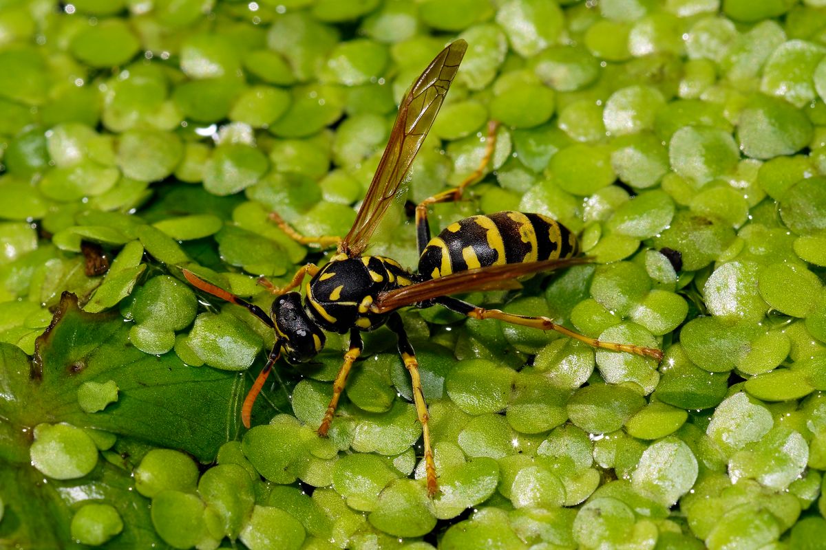 Der Wissenschaftlicher Name lautet : (Vespula germanica)