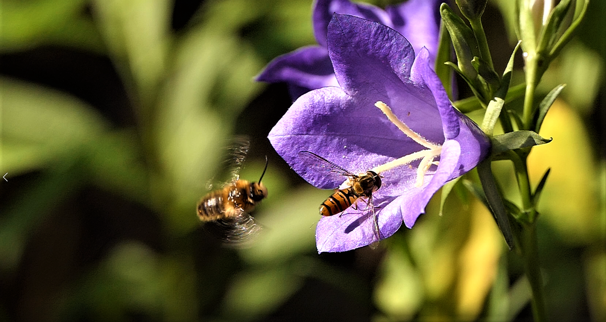 Schwebfliege und Biene.png