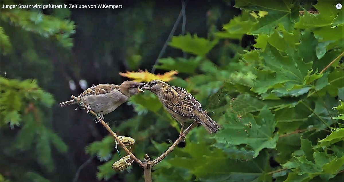 Junger-Spatz-wird-gefüttert--in-Zeitlupe-von-W.jpg