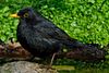 Der Wissenschaftlicher Name lautet : Turdus merula