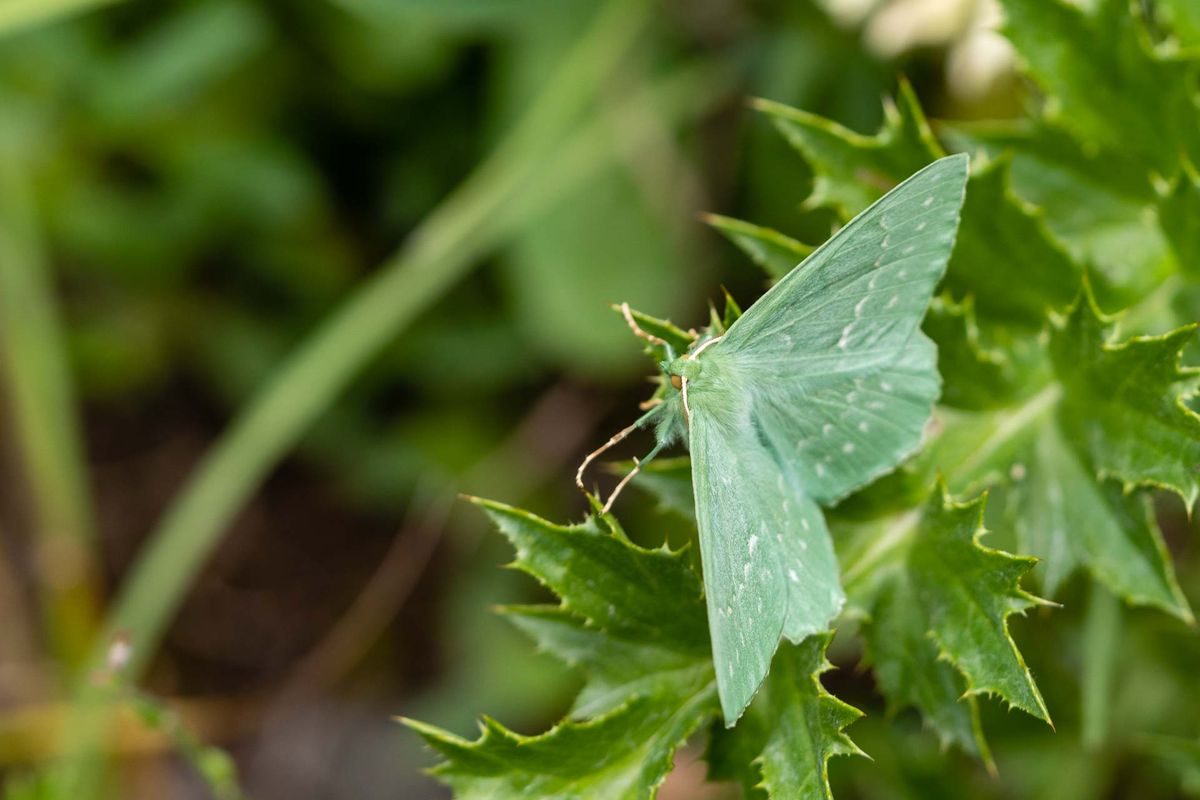 Name des Falters: Grünes Blatt