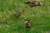 (Coccothraustes coccothraustes) und (Carduelis chloris)