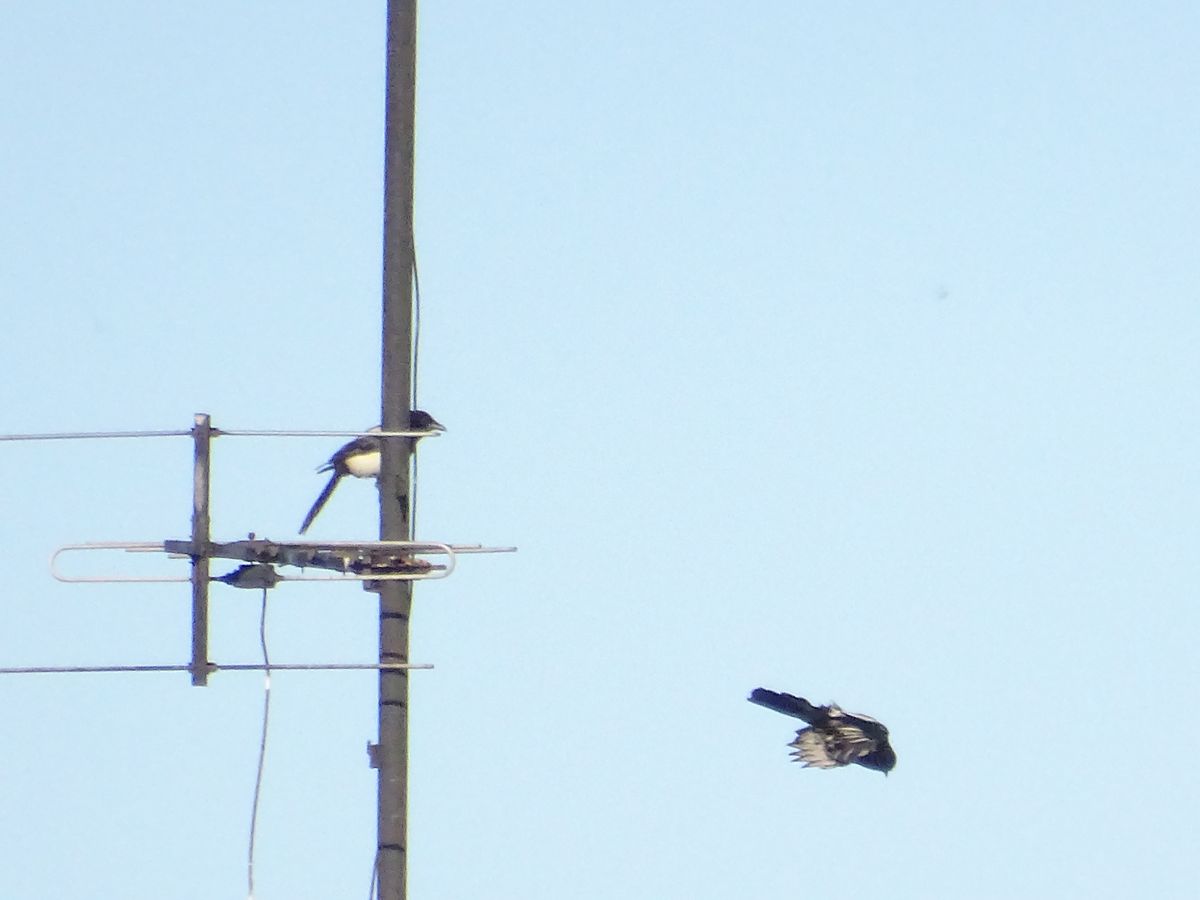 My DSC-HX350 and bird watching