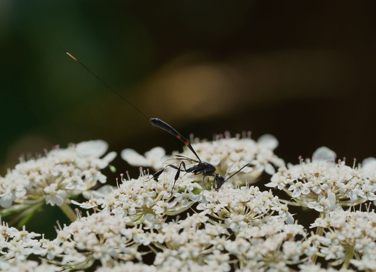 Sandwespe, Gemeine (Ammophila sabulosa), Sandgrube Lähr ac.JPG