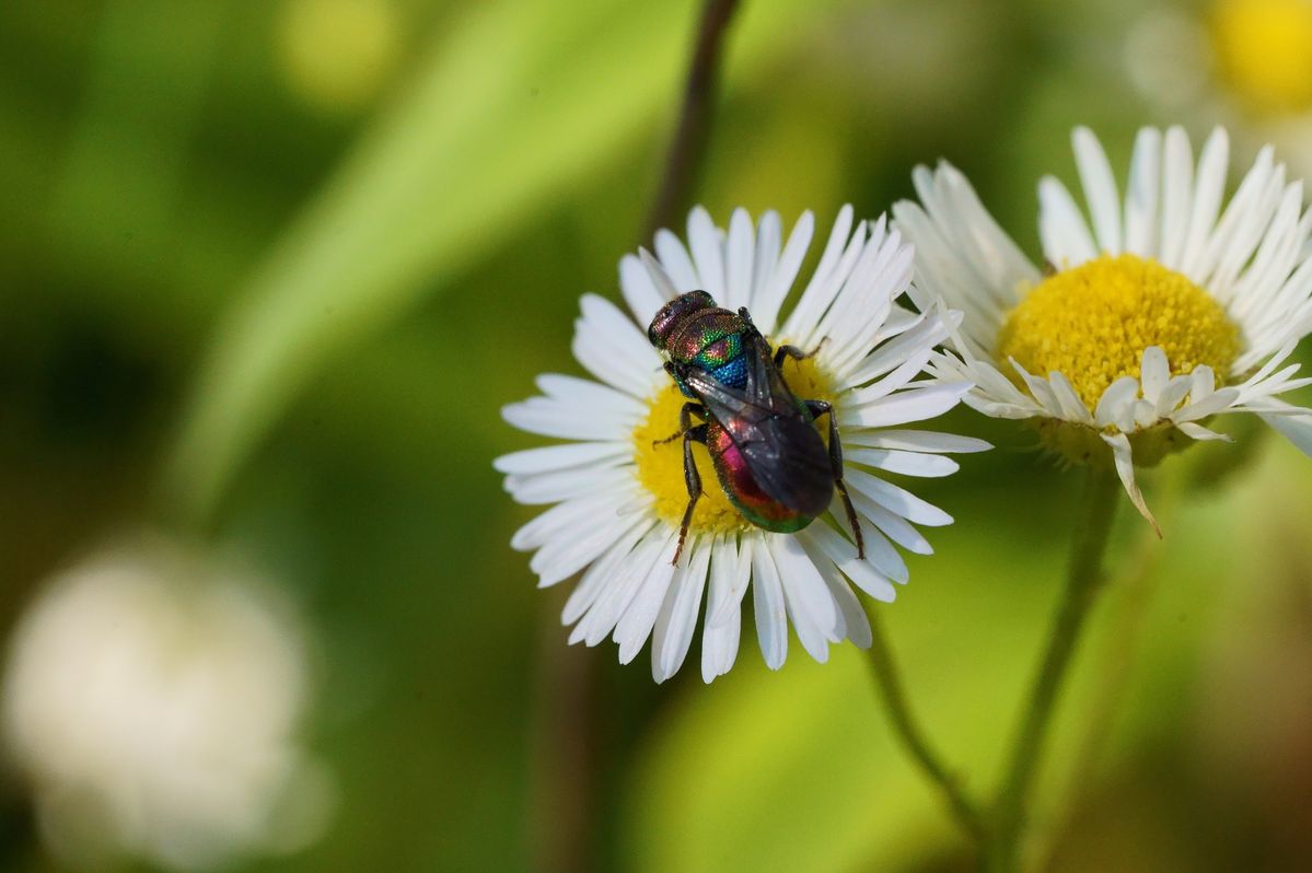 Goldwespe, Gemeine (Chrysis ignita), Sandgrube Lähr ac.JPG