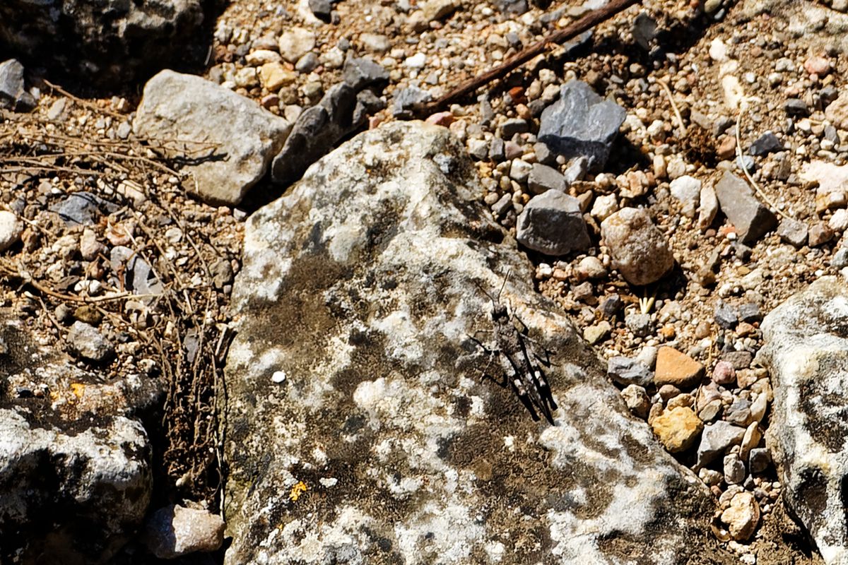 Blauflügelige Ödlandschrecke auf  Kalkgestein