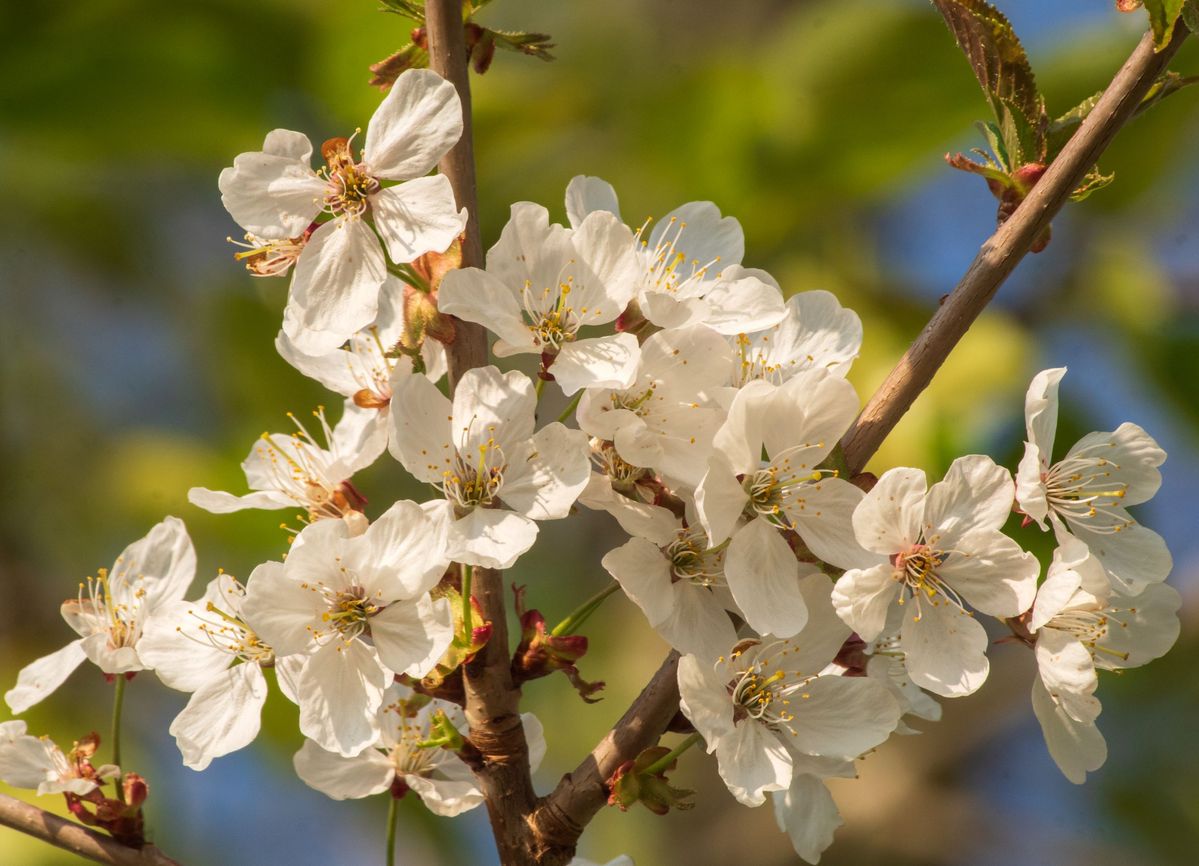 Wildkirschenblüten