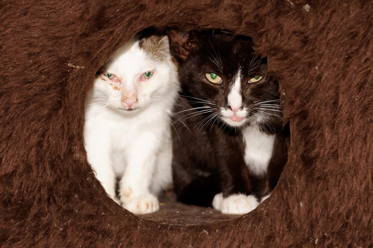 Zwei der vier hilflosen Katzen, die in Regen bei uns ausgesetzt wurden. Nur durch einen Zufall haben wir die völlig durchnässten Tiere gefunden.