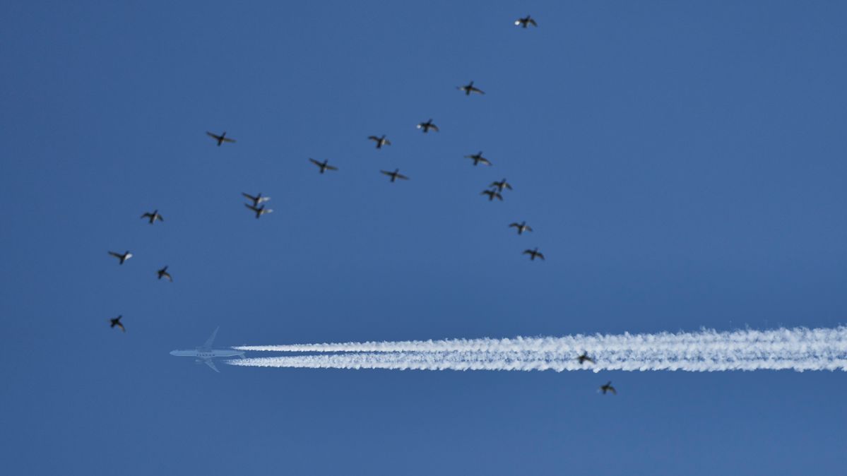 Reiherenten, Düsenflieger