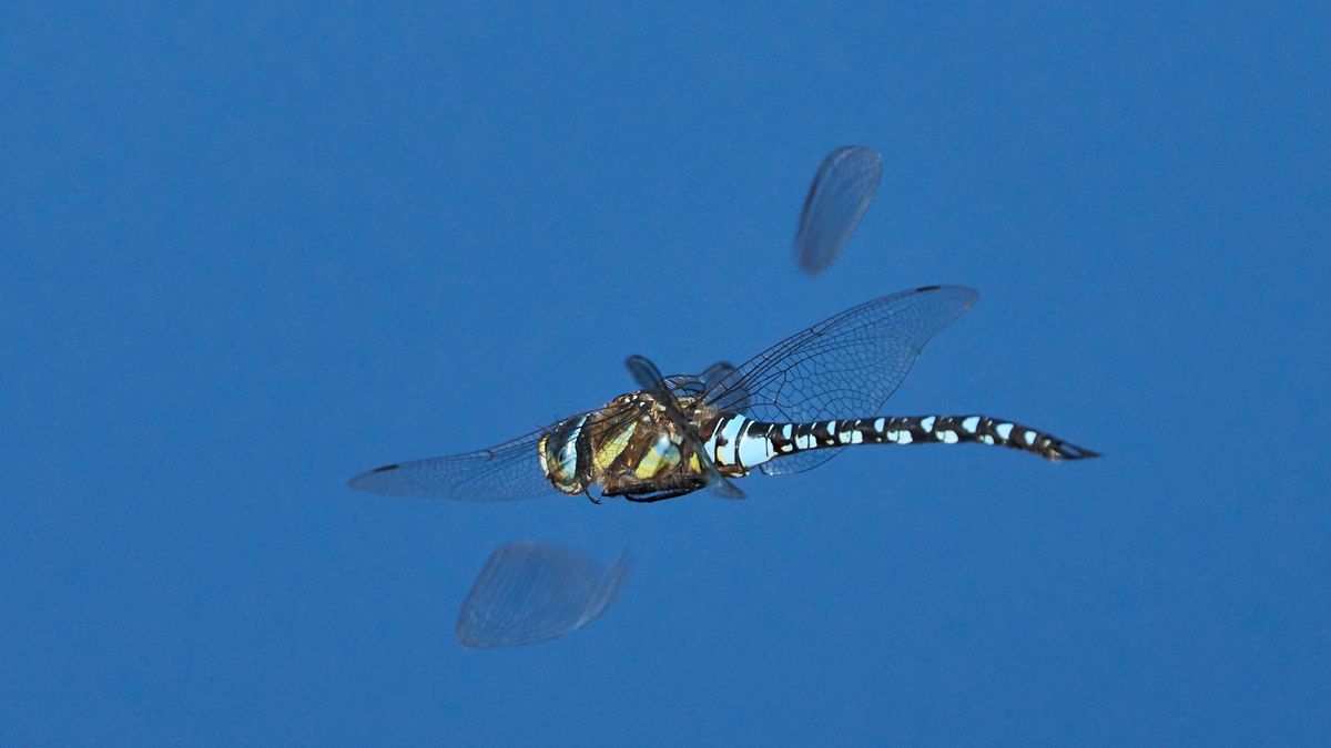 Türkisblaue Mosaikjungfer Libelle