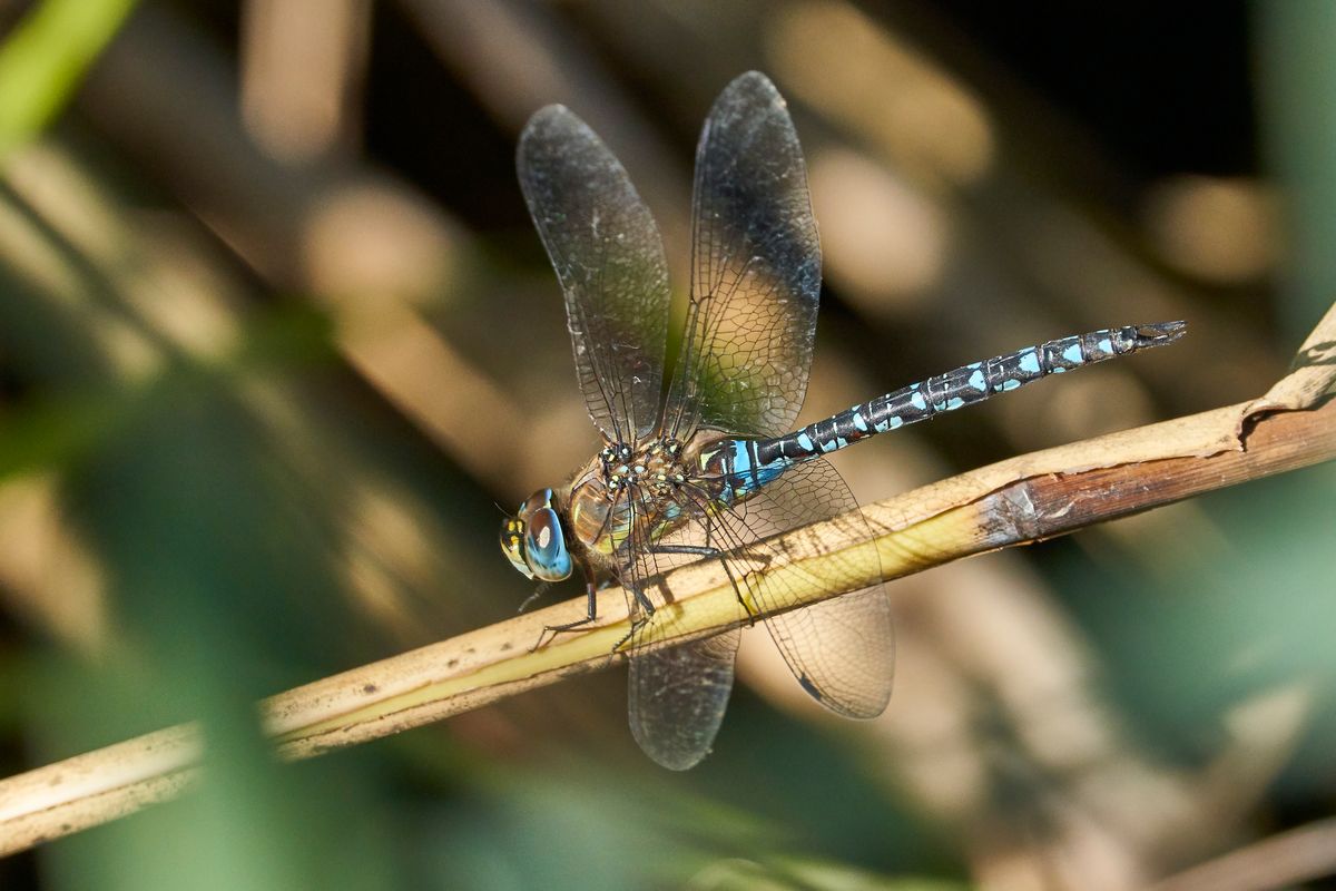 Türkisblaue Mosaikjungfer Libelle