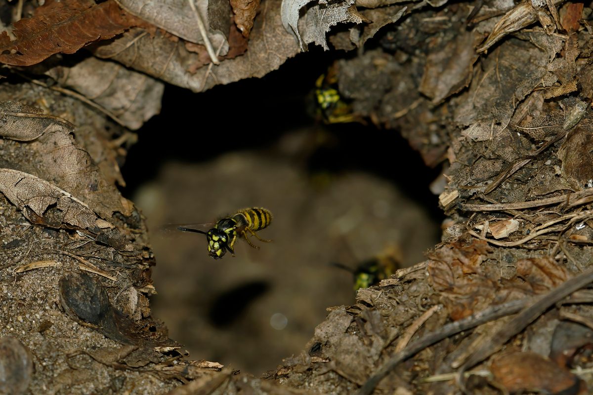 Eine "Erdwespe" verlässt ihr Unterirdisches  Nest, zwecks Abfallentsorgung durch das Einflugloch.