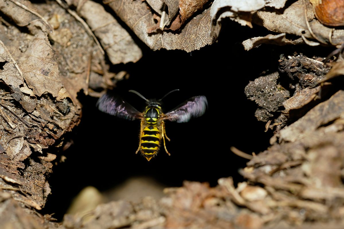 Eine "Erdwespe" fliegt das Höllenloch an, ein Einflugloch zu ihrem Unterirdischen Nest.