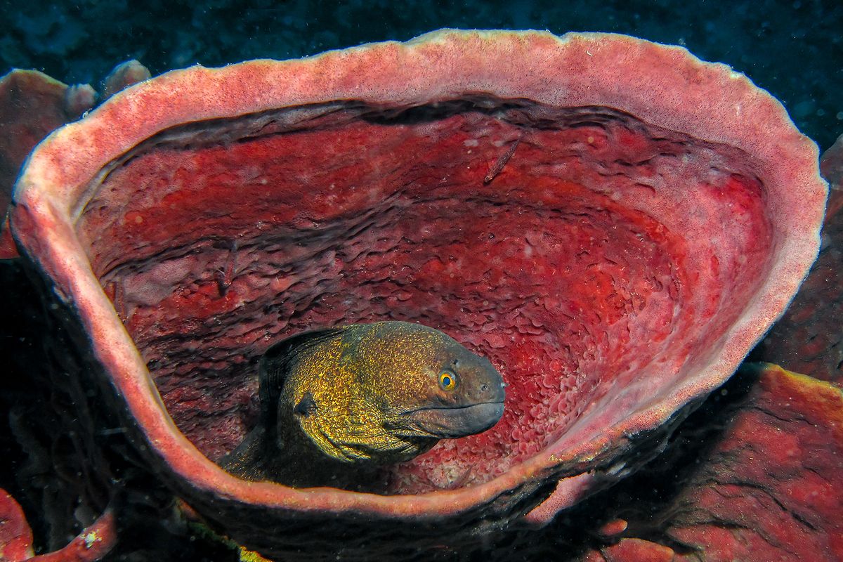 The moray eel in her hole