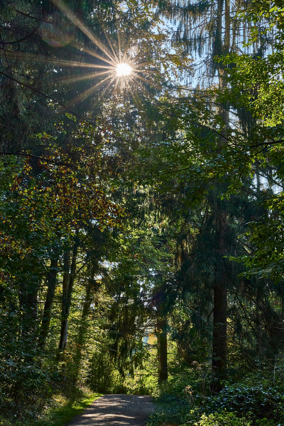 Herbstlicher Waldweg