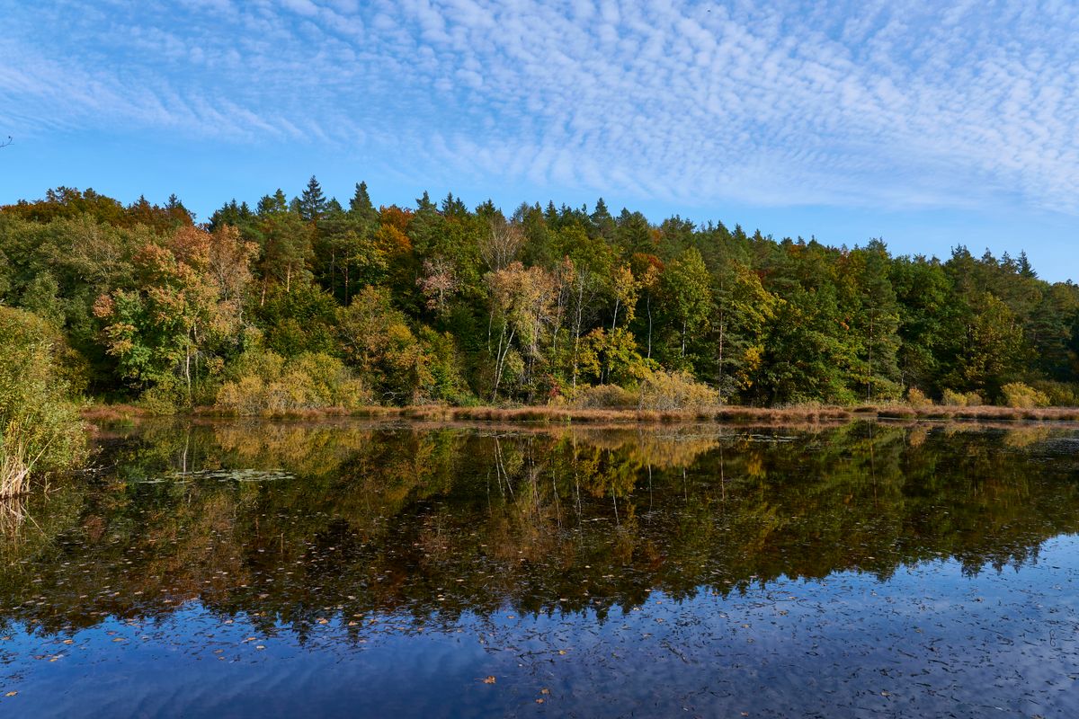 See im Dingelsdorfer Ried