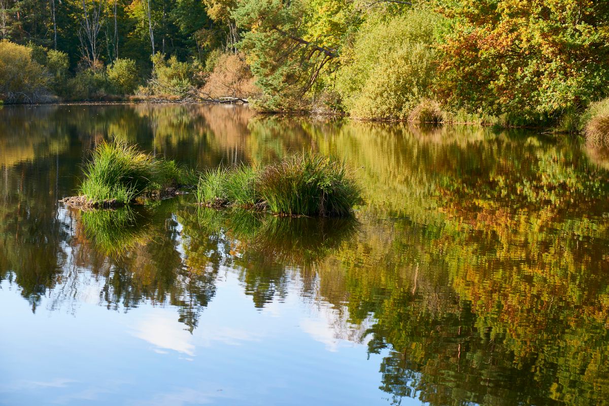 See im Dingelsdorfer Ried