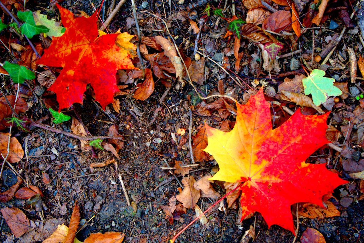 Die ersten bunten Blätter kündigen den Herbst an