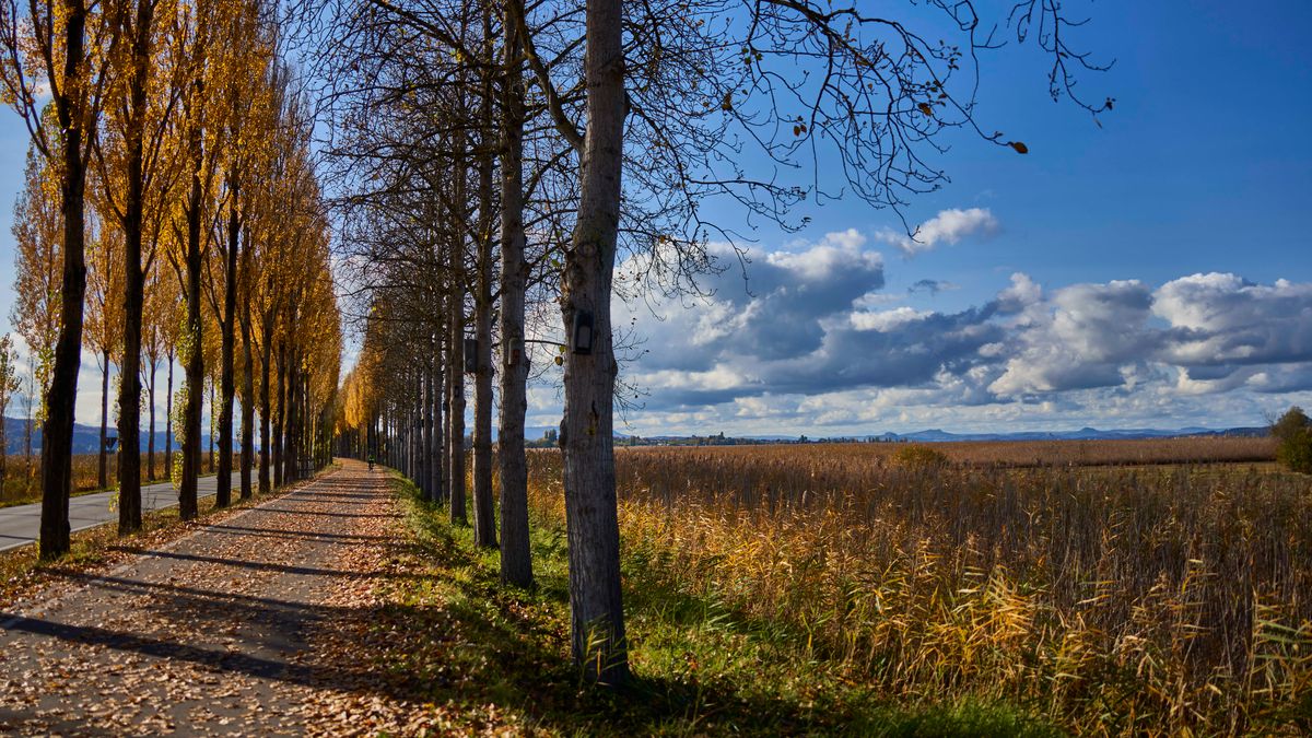 Pappelallee Insel Reichenau