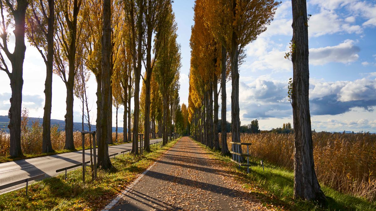 Pappelallee Insel Reichenau