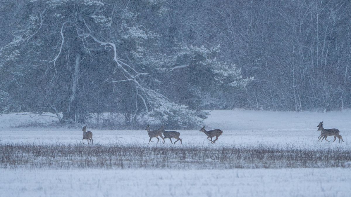 Rehe im Ried