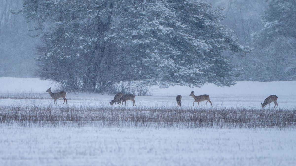 Rehe im Ried