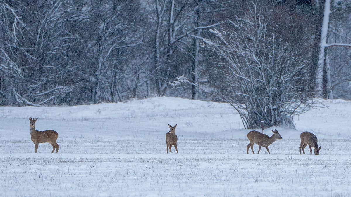 Rehe im Ried