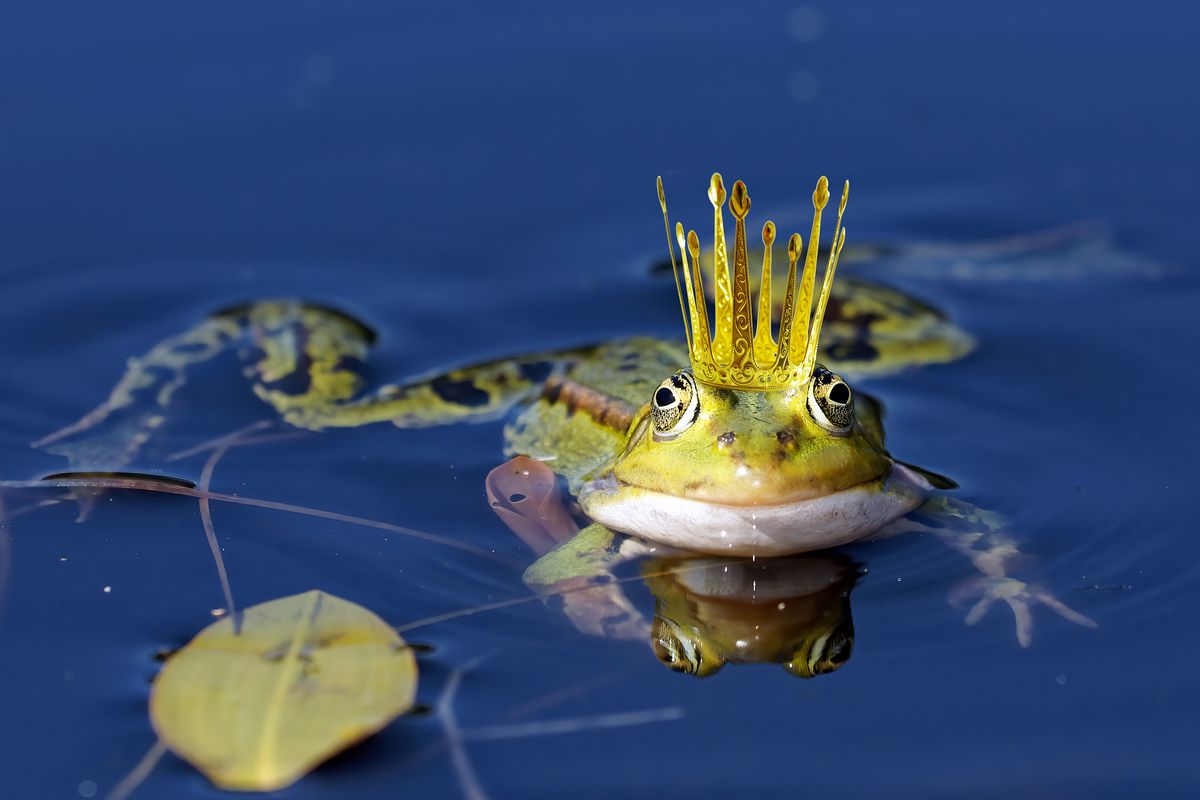 Ein Frosch in den sehenswerten Naturdenkmal "Huilmanns Mörken" in Schapen. Die Bild Ergänzung mit einer Krone gestaltete sich schwieriger als gedacht und ist auch nicht ganz so geglückt.