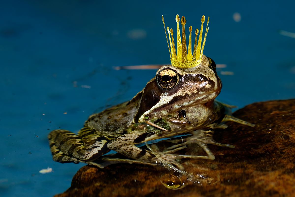 Ein Frosch aufgenommen in heimischen Garten in Schapen.  Die Bild Ergänzung mit einer Krone gestaltete sich schwieriger als gedacht und ist auch nicht ganz so geglückt.