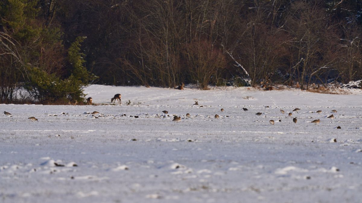 Rehe wieviel sind zu sehen?