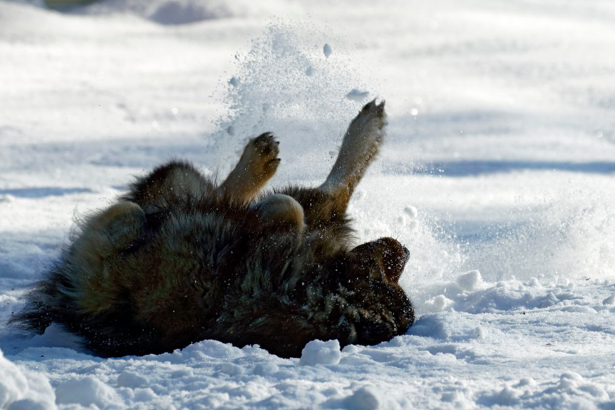 Cayro von der Grafschaft Sayn, hat sehr viel Spaß im Schnee