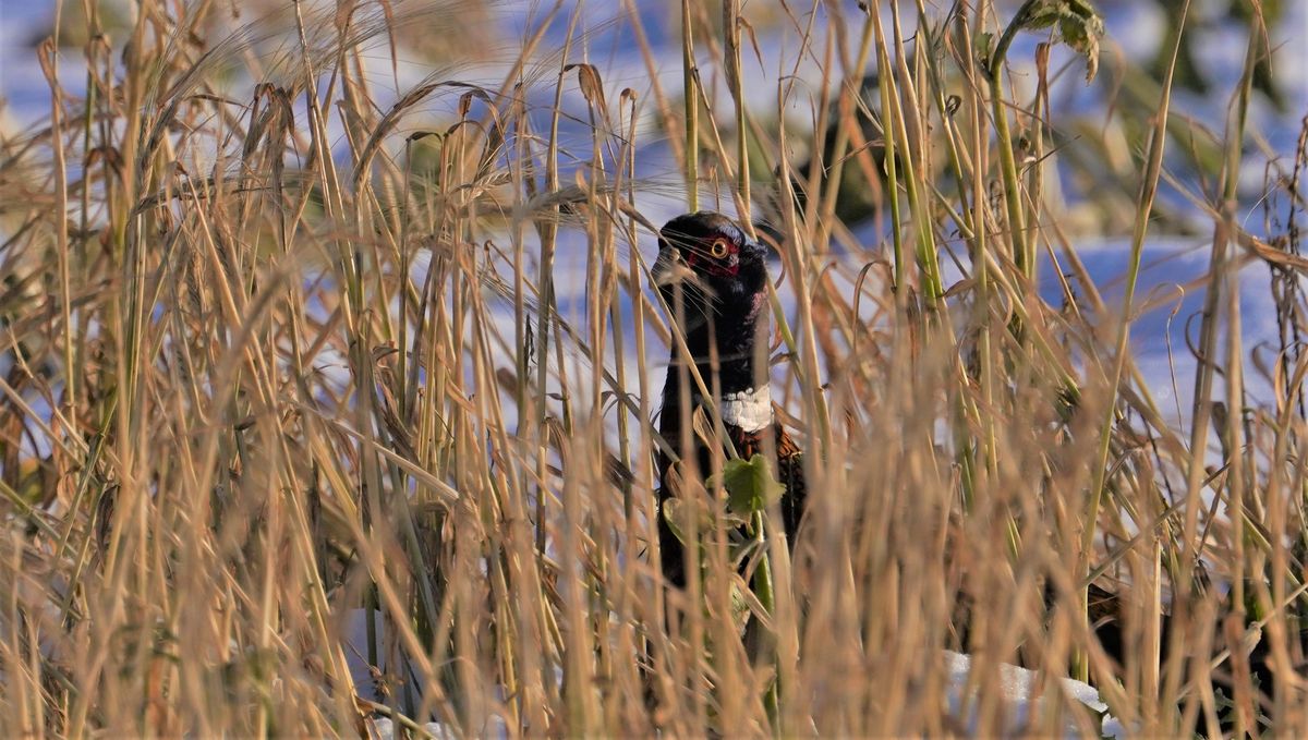 Fasan in seinem Versteck