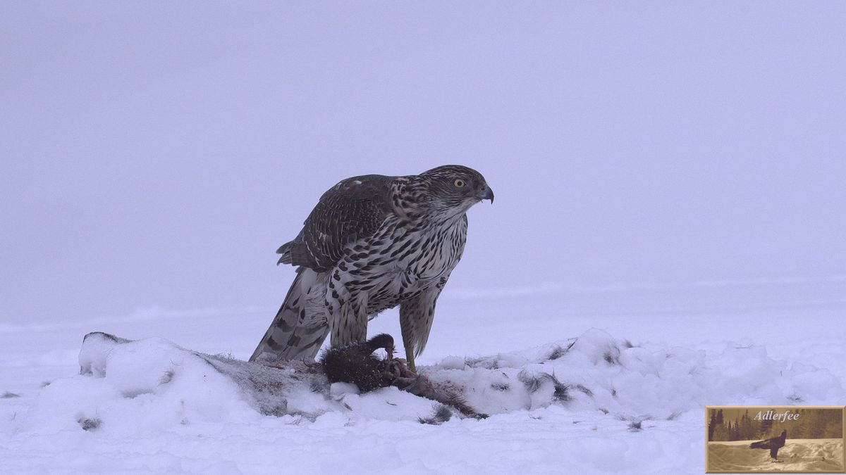 Accipiter gentilis buteoides