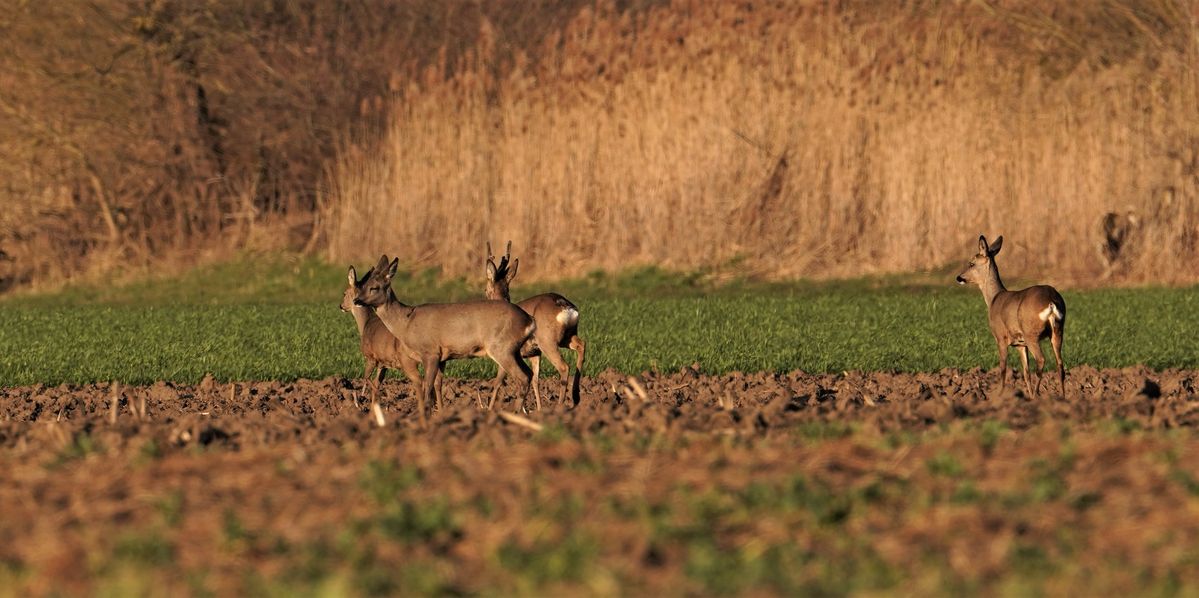 Rehwild in der Abendsonne