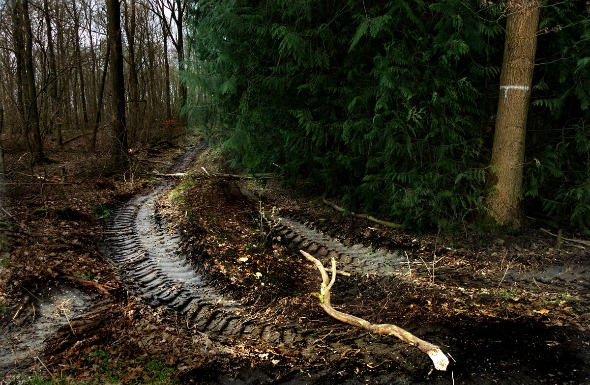 Spuren im Wald: Forstwirtschaft von heute...!