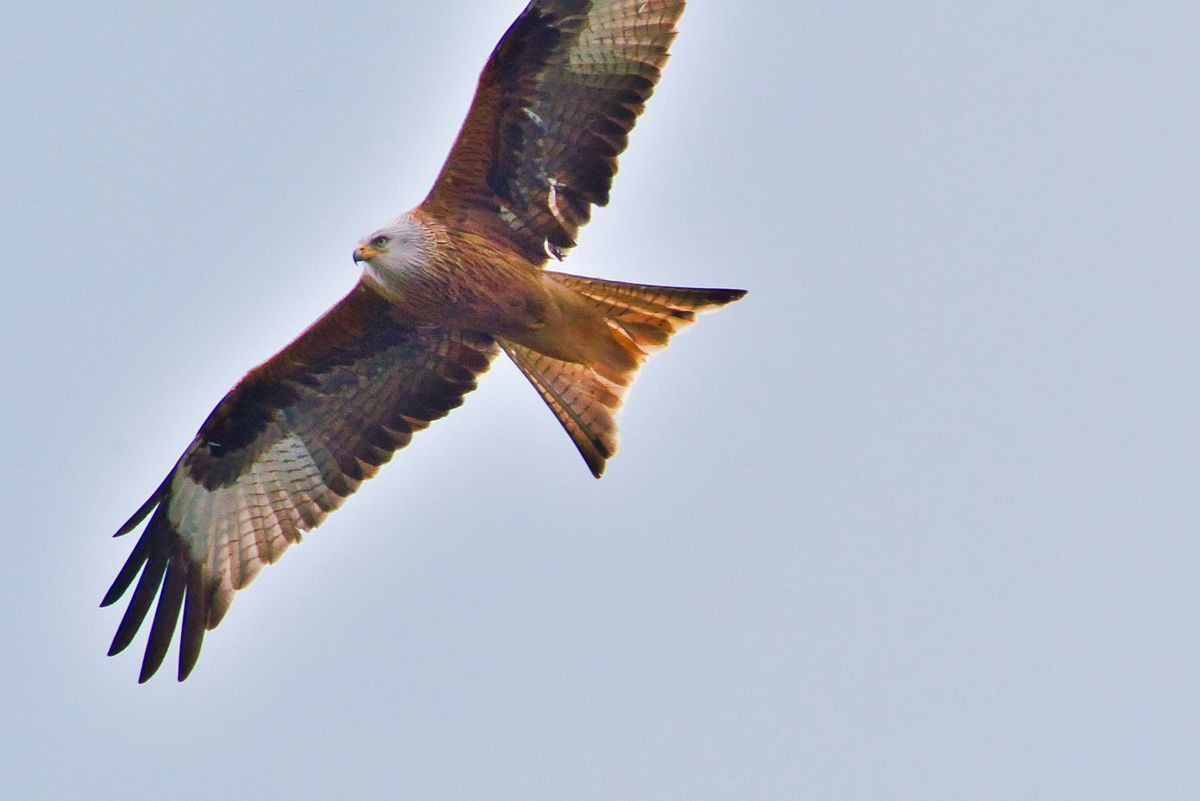 Rotmilan im Flug