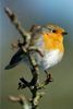 Ein Rotkehlchen in der prallen Sonne. Der Wissenschaftlicher Name lautet: (Erithacus rubecula) Exif-Daten: Sony ILCA-99M2,  Minolta 4.5/400mm APO, plus Minolta-Telekonverter 1,4x APO, -M-, Brennweite: 560mm, Verschlusszeit: 1/500s, Blende: 7,1, ISO 250