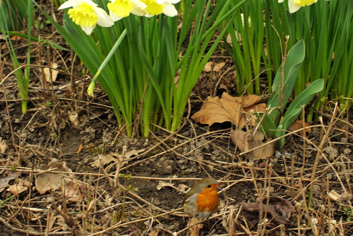 Rotkehlchen rennt bei Blumenaufnahmen ins Bild..