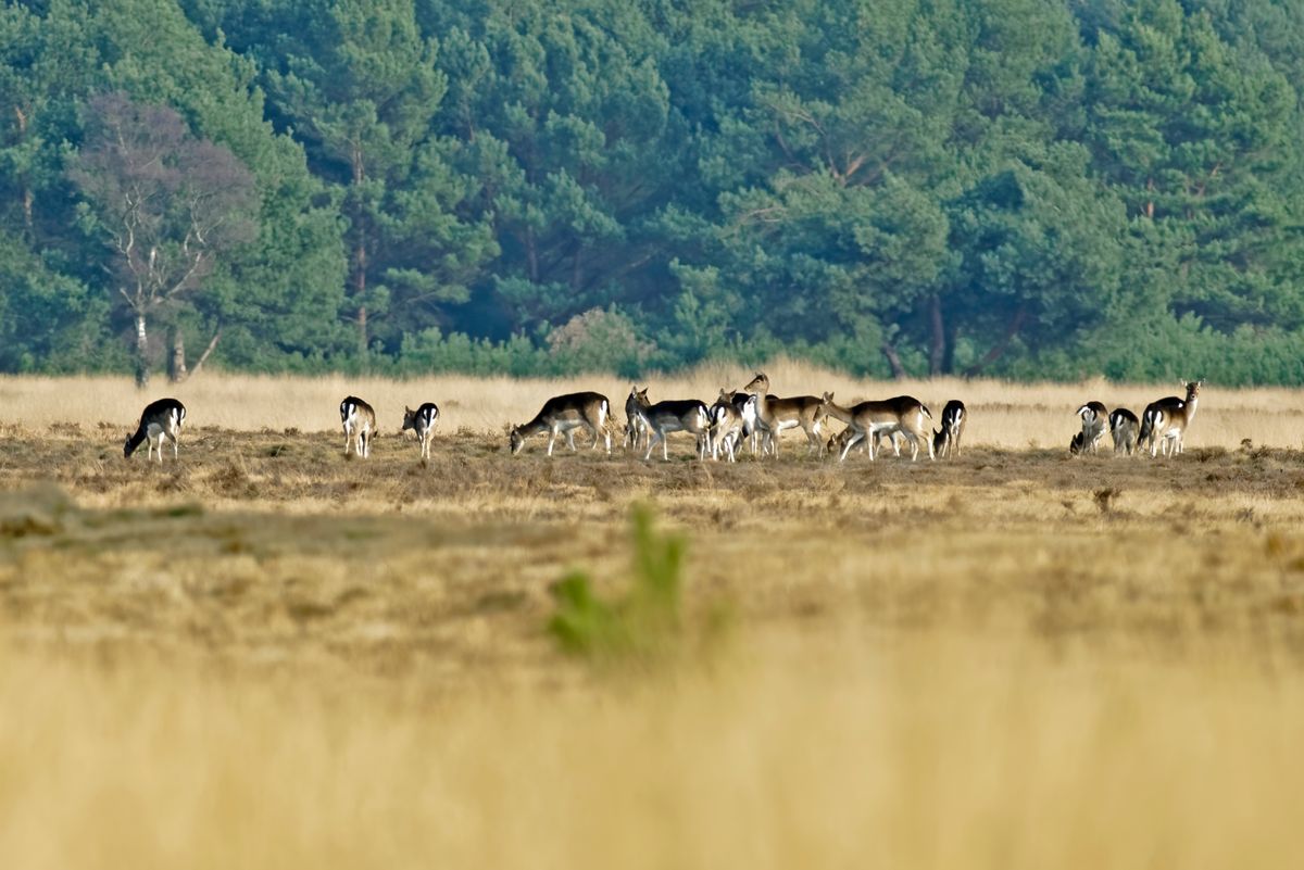 1:1 Bildausschnitt / Entfernung zu groß / Licht zuwenig / Hitze zuviel / Freihand Aufnahmetechnik / Location : Ein Rudel Damwild auf ETUN, Air To Ground Weapon Range Nordhorn / Exif-Daten: Sony ILCA-99M2, Minolta 4.5/400mm APO, -P-, Brennweite: 600mm in APS-C Modus, Verschlusszeit: 1/640s, Blende: 5, ISO 160, -1EV