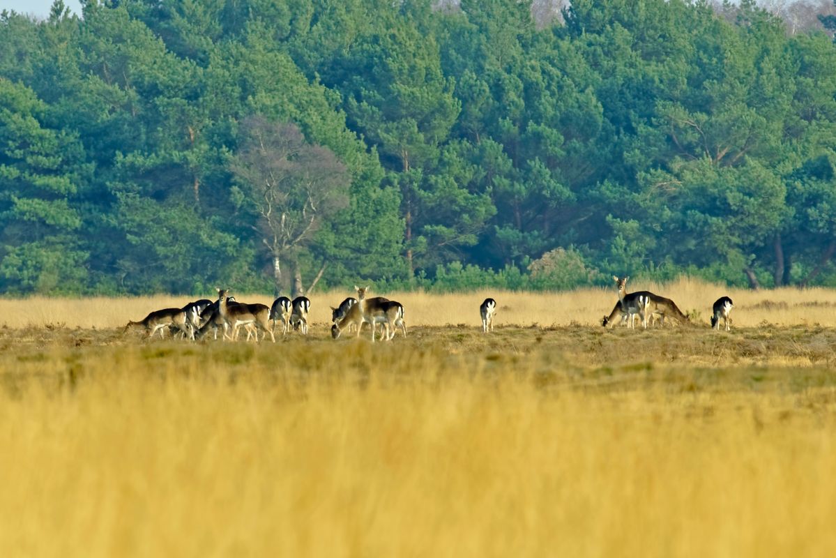 1:1 Bildausschnitt / Entfernung zu groß / Licht zuwenig / Hitze zuviel / Freihand Aufnahmetechnik / Location : Ein Rudel Damwild auf ETUN, Air To Ground Weapon Range Nordhorn / Exif-Daten: Sony ILCA-99M2, Minolta 4.5/400mm APO, -A-, Brennweite: 600mm in APS-C Modus, Verschlusszeit: 1/250s, Blende: 8, ISO 160, -1EV