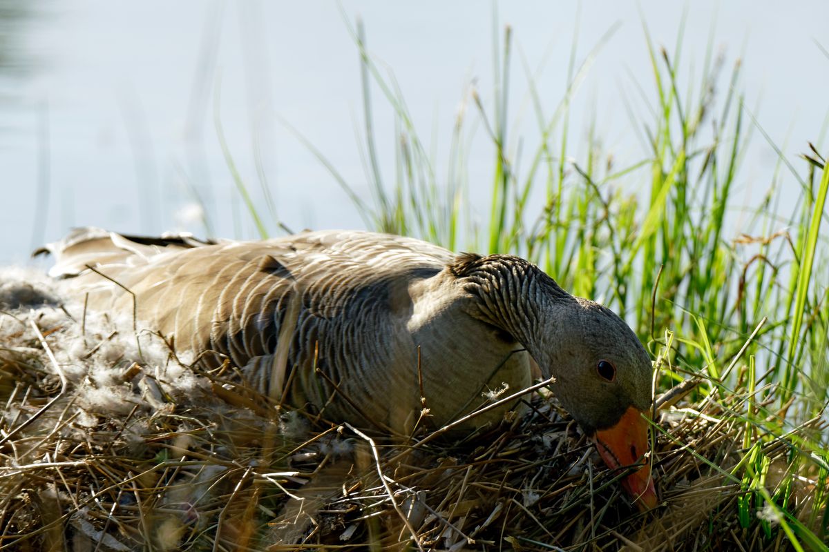 Eine brütende Graugans (Anser anser) in ihrem Nest. Das Aufnahme Objektiv war ein Tamron SP 150-600mm