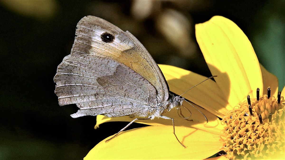 ein Schmetterling.JPG