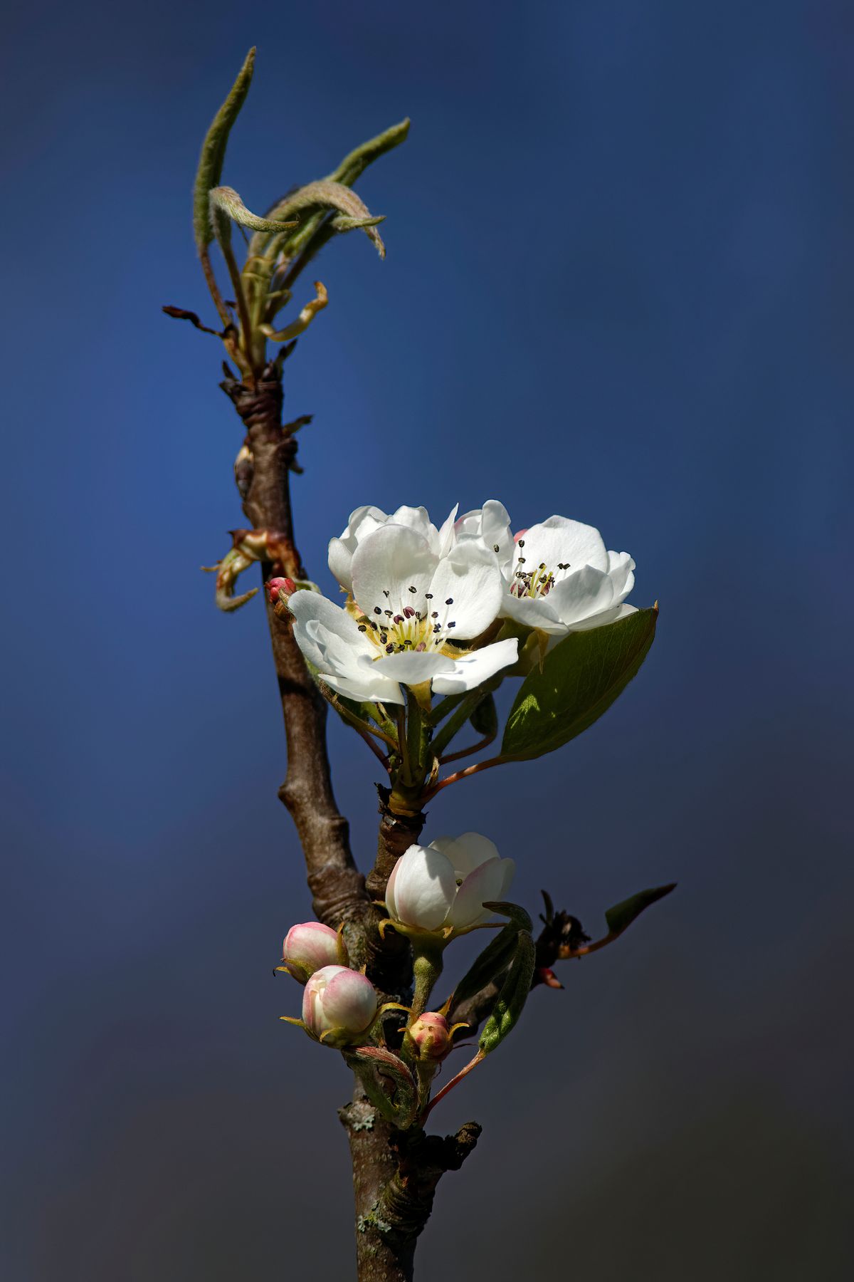 Die Blütenaufnahme entstand Abseits des Mainstrom in heimischen Garten. Mit einen Minolta 400mm F4.5 APO plus Minolta AF Tele Converter 1.4x plus APS-C Faktor der A77 / ergibt eine Aufnahme Brennweite von 840mm