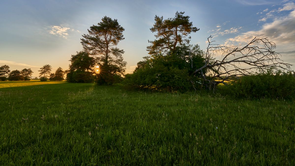 vor dem Sonnenuntergang im Ried