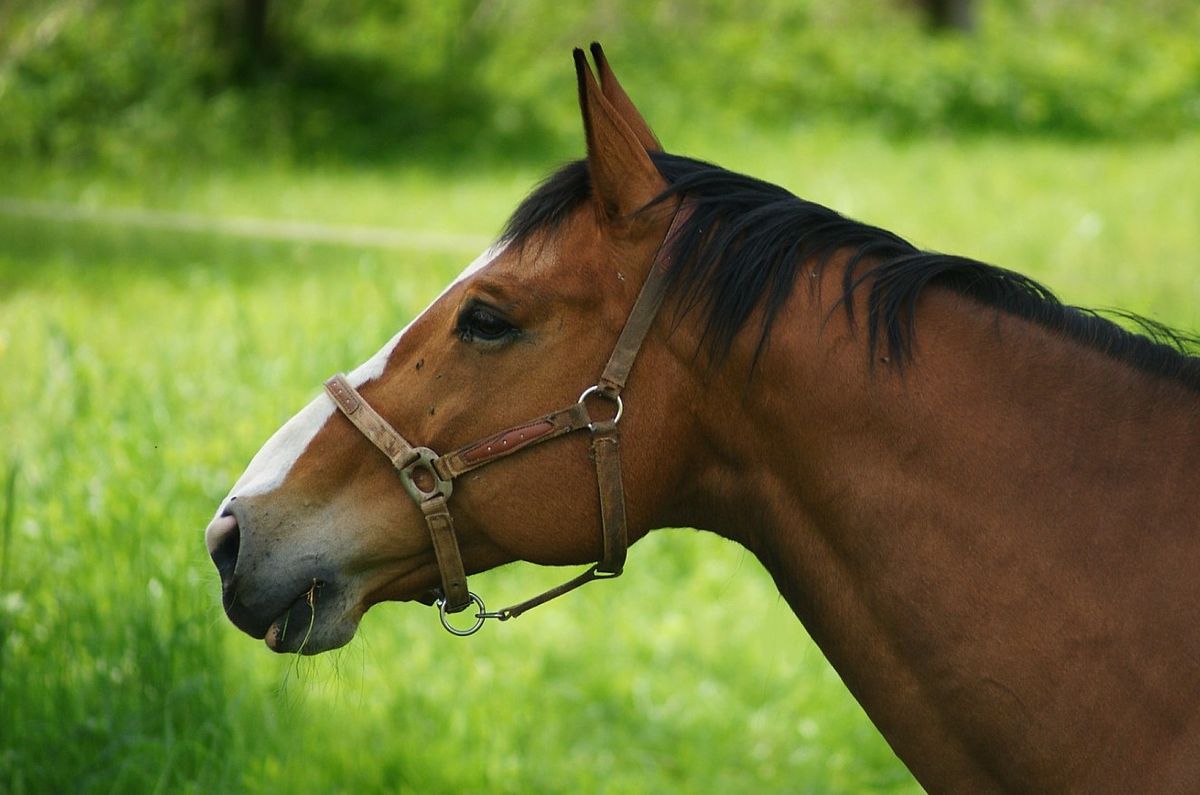 Pferd